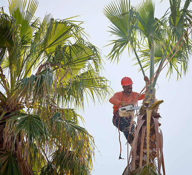 Best Tree Disease Treatment  in Cheltenham Village, PA